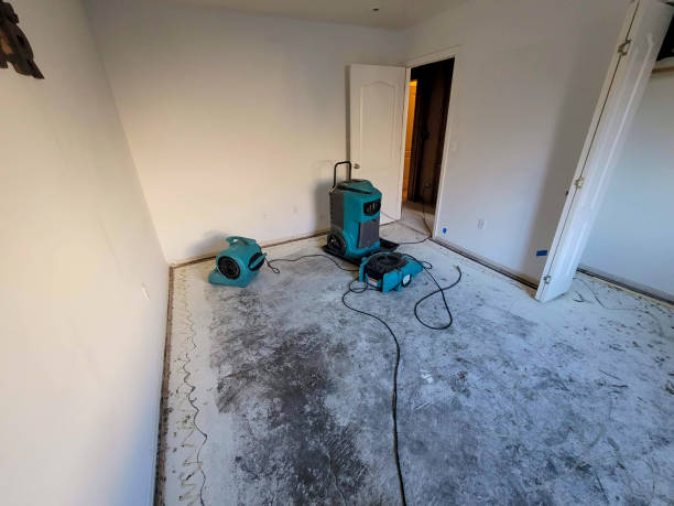 Best Mold removal after water damage  in Loogootee, IN