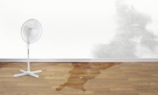 Best Residential water damage restoration  in Loogootee, IN